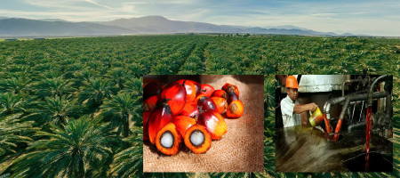 MPOB in Talks With Ground Vehicle Operators, Biodiesel Suppliers to Expand B20 Use at KLIA – KPK