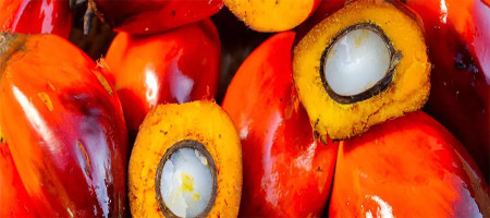 CPO Futures Likely to Trade Between RM3,800-RM4,000 per tonne Until July 2026